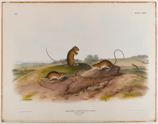 Jumping mouse