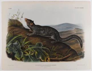 Large-tailed ground squirrel