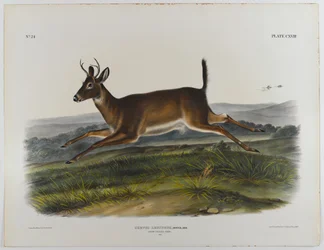 Long-tailed deer, 1847