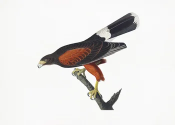 Louisiana Hawk from Birds of America (1827)