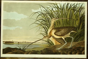 Male and Female Long Billed Curlew