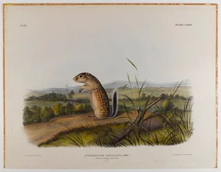 Mexican marmot squirrel