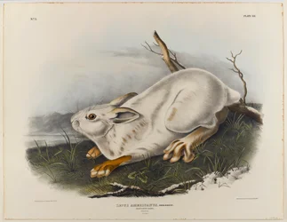 Northern hare (winter pelage)