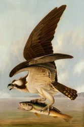 Osprey and Weakfish, 1829