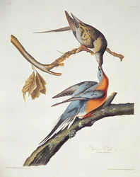 Passenger Pigeon, from 