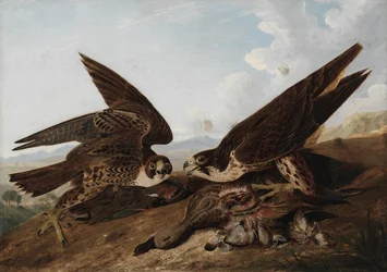 Peregrine Falcons