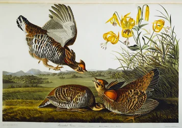 Pinnated Grouse. Greater Prairie Chicken