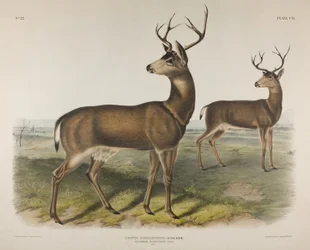 Plate 106. Cervus Richardsonii, Aud & Bach. Columbian Black-Tailed Deer, 1848