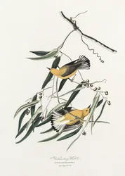 Prothonotary Warbler from Birds of America (1827)