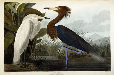 Purple Heron, c.1835