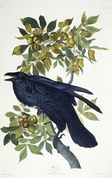 Raven