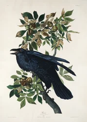 Raven from Birds of America (1827)