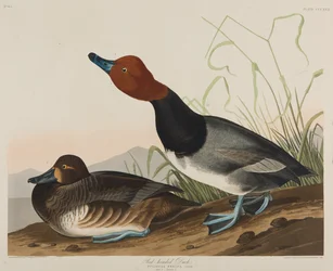 Red-Headed Duck, 1836