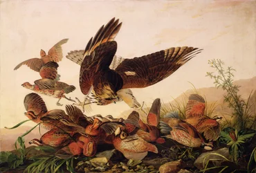 Red-Shouldered Hawk Attacking Bobwhite Partridges, 1827