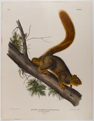 Red-tailed squirrel