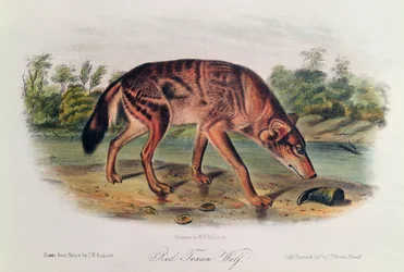 Red Wolf from 