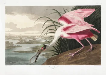 Roseate Spoonbill from Birds of America (1827)