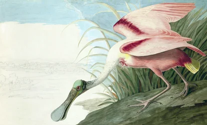 Roseate Spoonbill, Platalea Ajaja, from The Birds of America by John J. Audubon, pub. 1827-38