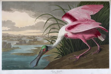 Roseate Spoonbill, Male Adult