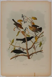 Rusty Grackle