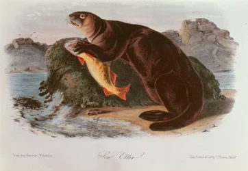 Sea Otter