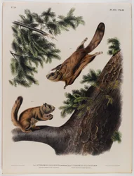 Severn River flying squirrel (left) and Rocky Mountain flying squirrel (right)