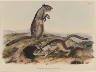 Spermophilus Douglassii (Two Douglas Squirrels)