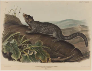 Spermophilus Macrourus (Large-Tailed Squirrel)