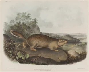 Spermophilus Parry (Parry