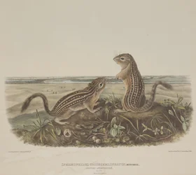 Spermophilus Tridecemlineatus (Two Leopard Squirrels)