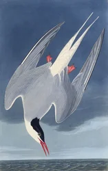 The Arctic tern. From The Birds of America