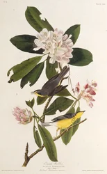 The Canada warbler, from The Birds of America