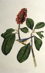 The Canada Warbler. From The Birds of America