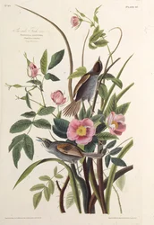 The Sea-side Finch. From The Birds of America, 1827-1838
