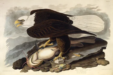 The Bald Eagle. From The Birds of America