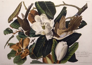 The black-billed cuckoo. From The Birds of America, 1827-1838.