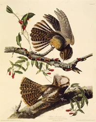 The chuck-wills-widow. From The Birds of America, 1827-1838
