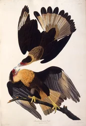 The Northern Crested Caracara, from The Birds of America