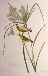 The Prairie Warbler. From The Birds of America