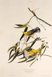 The Prothonotary Warbler