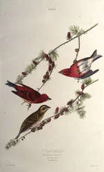 The Purple Finch. From The Birds of America