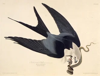 The swallow-tailed kite. From The Birds of America