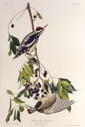 The Yellow-Bellied Sapsucker. From The Birds of America