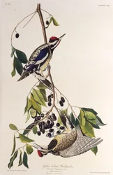 The yellow-bellied sapsucker. From The Birds of America