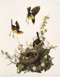 The yellow-breasted chat. From The Birds of America, 1827-1838
