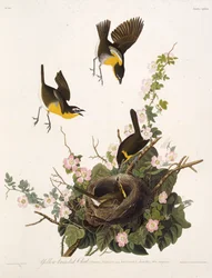 The yellow-breasted chat. From The Birds of America, 1827-1838