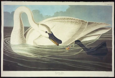 Trumpeter Swan