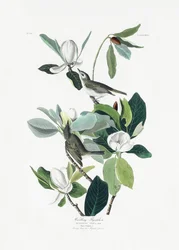 Warbling Flycatcher from Birds of America (1827)