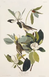 Warbling Flycatcher. From The Birds of America