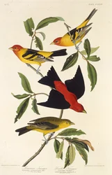 Western Tanager and Scarlet Tanager from The Birds of America